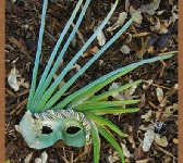 Retired Masks